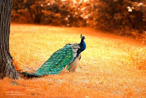 罗马诺：那不勒斯未与斯特林谈判，富勒姆在关注他的情况，那不勒斯vs罗马比赛